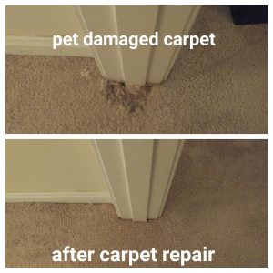 Pet Damaged Carpet